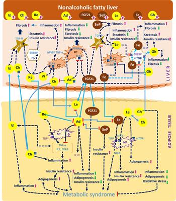 Non-Alcoholic Fatty Liver Disease in HIV/HBV Patients – a Metabolic Imbalance Aggravated by Antiretroviral Therapy and Perpetuated by the Hepatokine/Adipokine Axis Breakdown